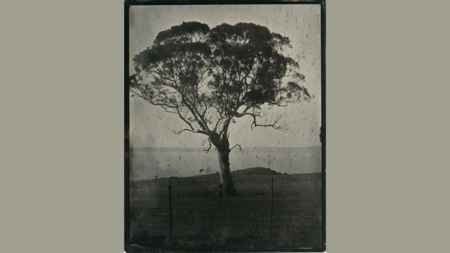 Brenda L Croft, Gurindji / Malngin / Mudburra Peoples from the Victoria River region of the Northern Territory of Australia, and Anglo-Australian / British / Chinese / German / Irish / Scottish heritage, Weerewa (Lake George) tree II, 2026