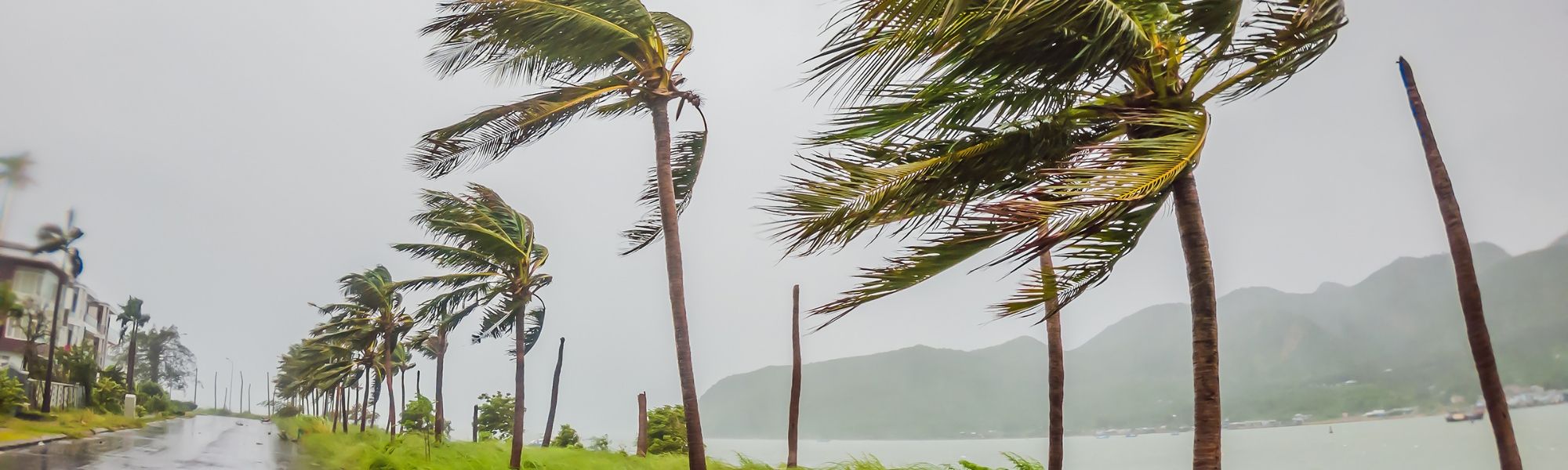 Palm trees are severely bent by strong winds
