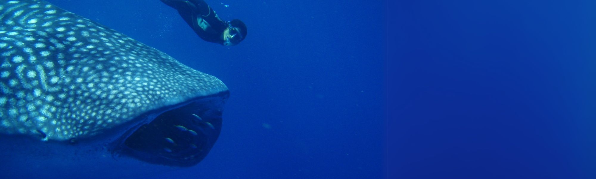 a person snorkeling or free-diving alongside a large whale shark in the open ocean