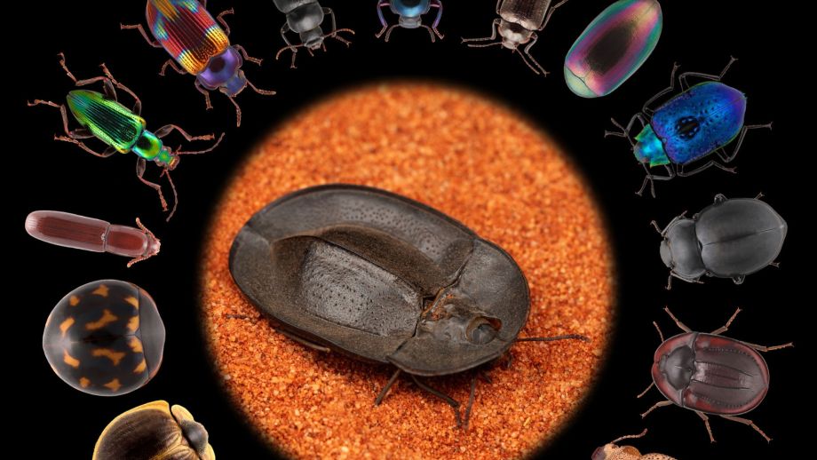 An image showing all of the different species of darkling beetle body shapes and colours thanks to hundreds of millions of years of evolution.