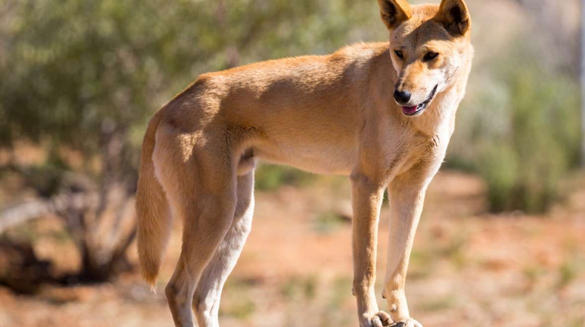 australian animals dingo