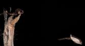 A greater glider perching in a tree, and another glider soaring through the air.