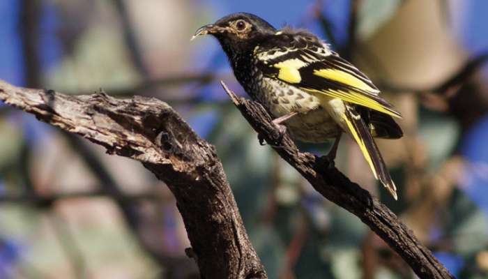 Image: The Regent Honeyeater. Photo by Liam Murphy, DBRG