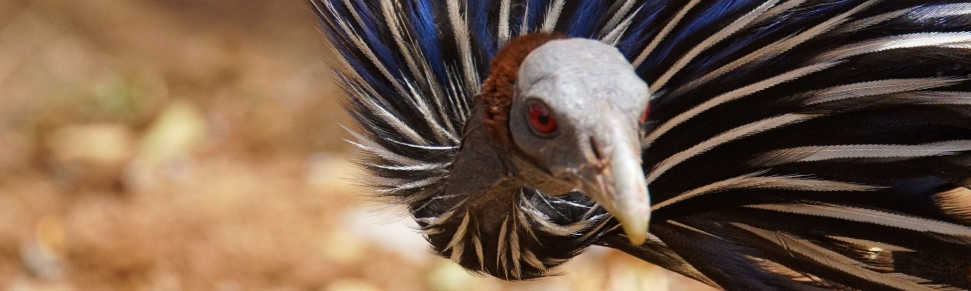 guineafowl
